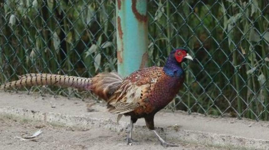 14 Yılda 190 Bin S&uuml;l&uuml;n &Uuml;retilip Doğaya Bırakıldı