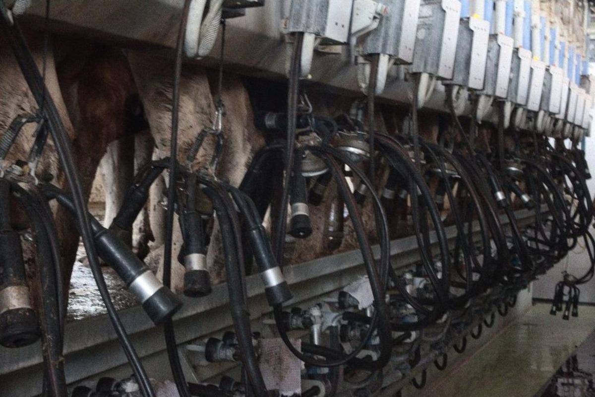 Sıcaklarda, Soğuk Zinciri Bozulmuş S&uuml;te Dikkat