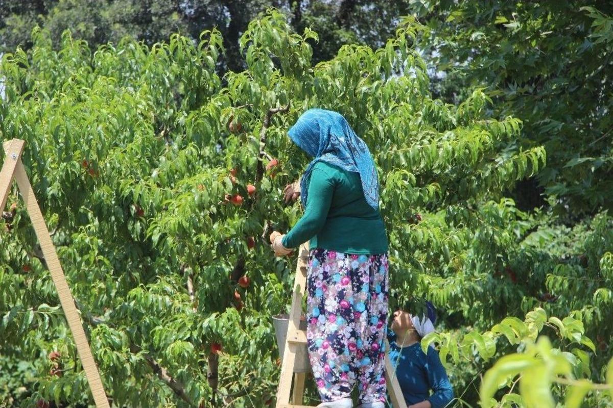 (&ouml;zel Haber) Şeftalinin Tadı Ka&ccedil;tı