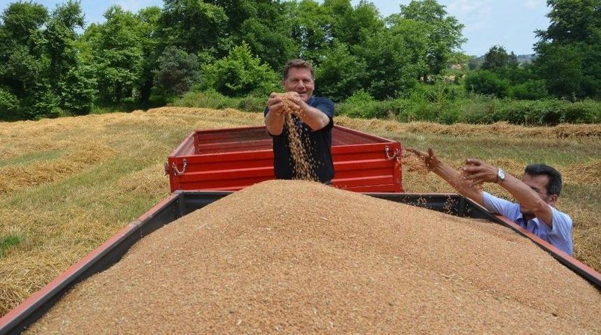 Buğday &Uuml;reticisi Hasattan Memnun, Fiyatlardan Şikayet&ccedil;i