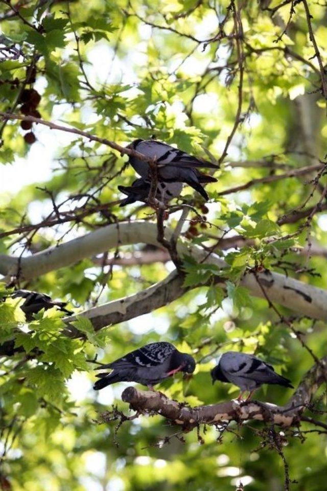 Kavurucu Sıcaklarda Park Serinliği