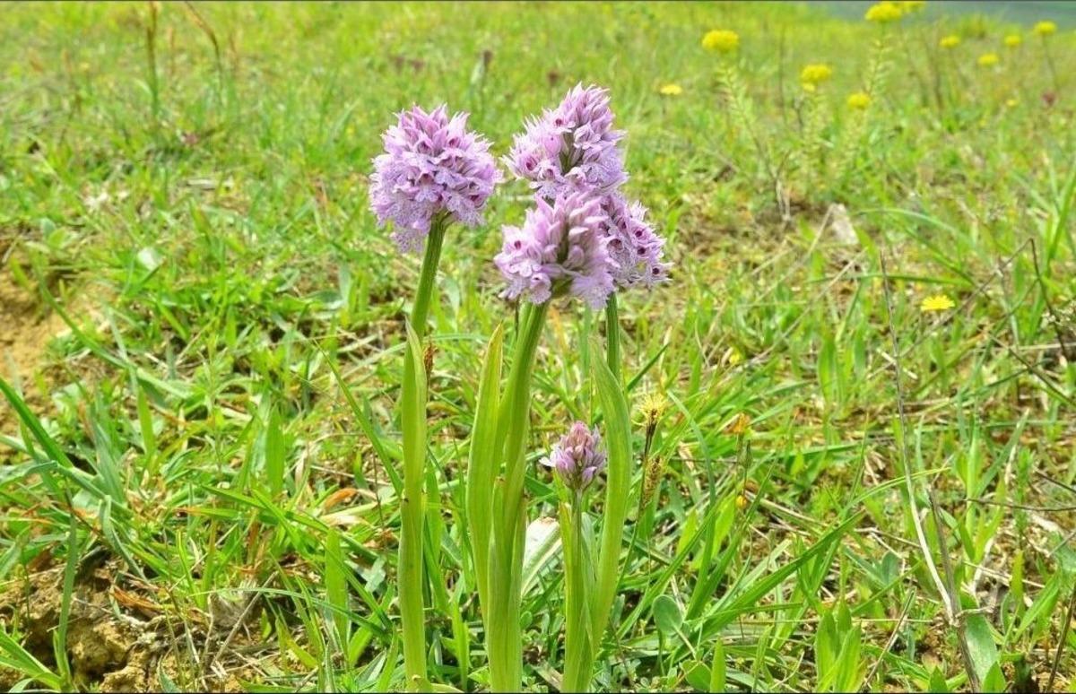 Orkideler Koruma Altına Alınıyor