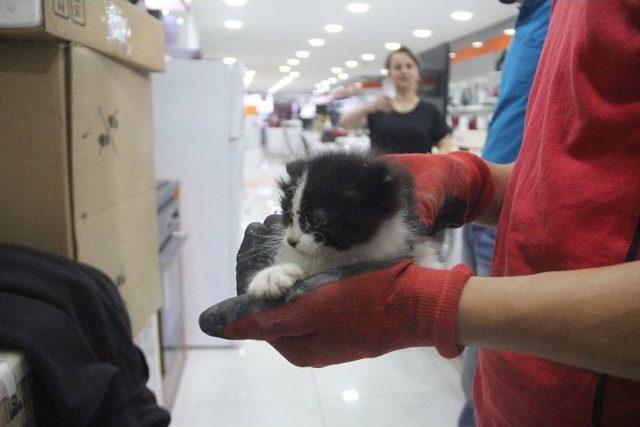 İtfaiye Ekipleri Yavru Kediyi 6 Metre Çukurdan Kurtardı