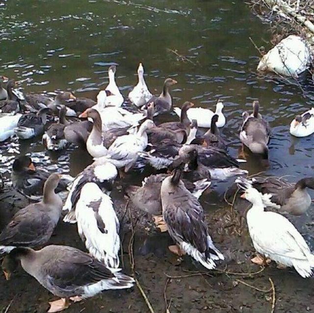 3 Günde 150 Kaz Telef Oldu 1