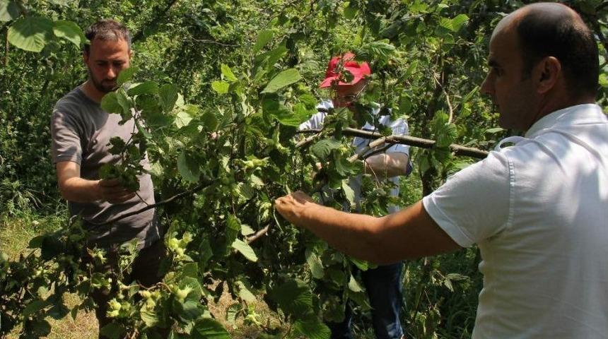 Trabzon&rsquo;da 2017 &Uuml;r&uuml;n&uuml; Fındık Rekoltesi Belirleniyor