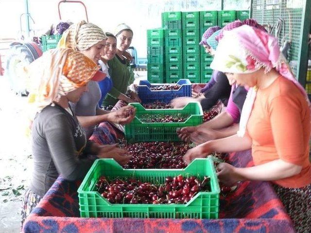 Söke’nin Kirazı Rotasını Uzakdoğu’ya Çevirdi