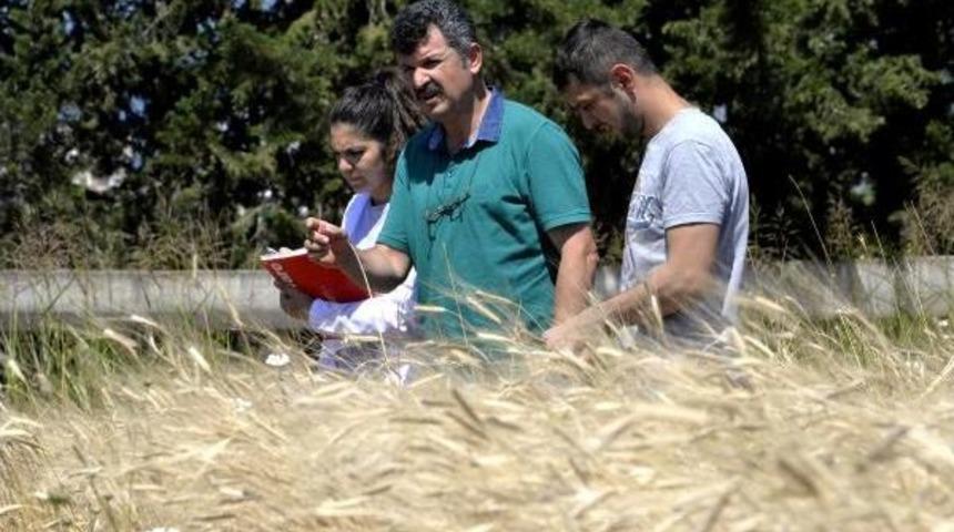 Buğdayın Atası Siyez, &Ccedil;ift&ccedil;inin Umudu