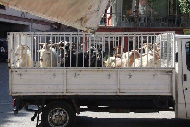 Şaphane Kebabı, Özel Olarak Yetiştirilen Hayvanlardan