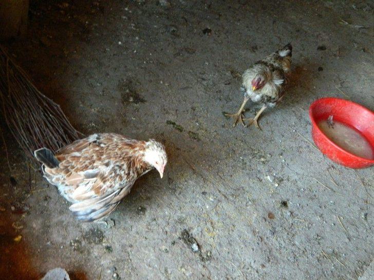 Posof’ta Sıcak Havaya Dayanamayan Tavuklar Telef Oluyor