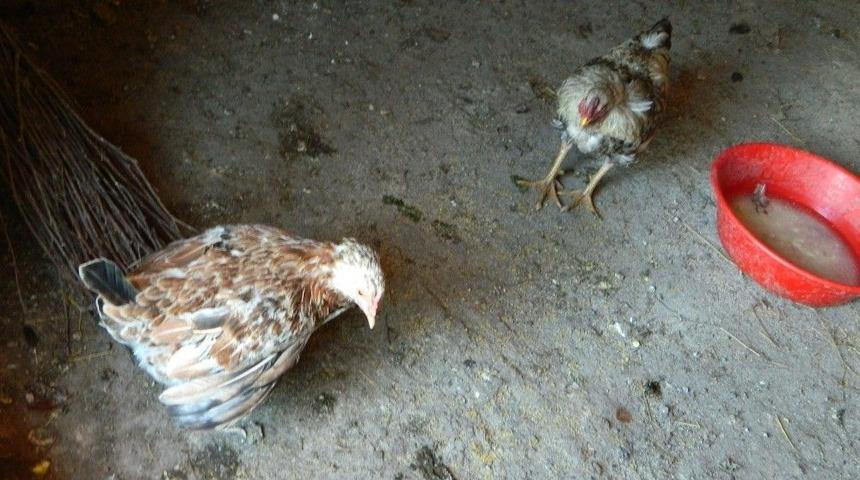 Posof&rsquo;ta Sıcak Havaya Dayanamayan Tavuklar Telef Oluyor