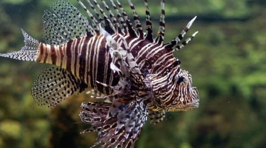 Pasifik K&ouml;kenli Aslan Balığı, Antalya K&ouml;rfezi'ne Ulaştı