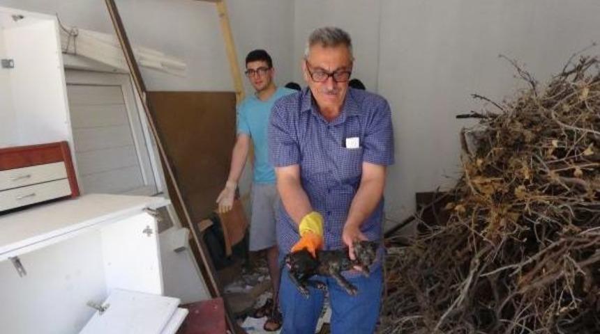 Yavru Kedi Kendisini Kurtaran Muhtarı Isırdı