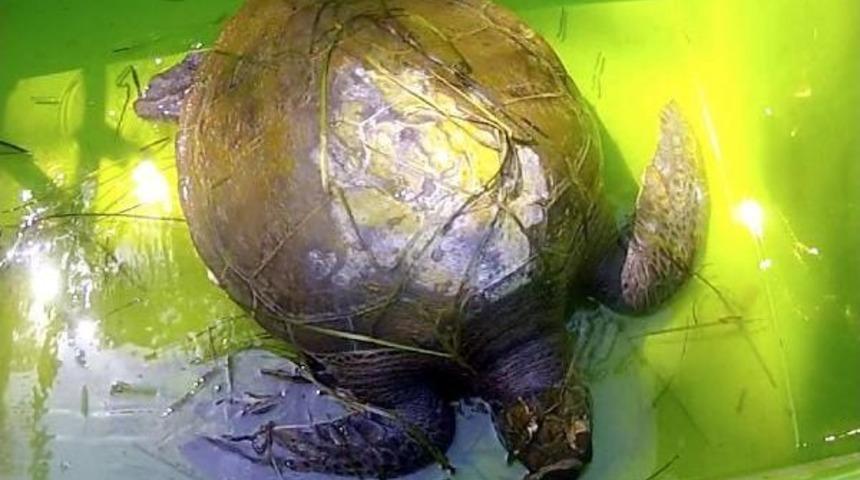 Yaralı Kaplumbağa I&ccedil;in Seferberlik