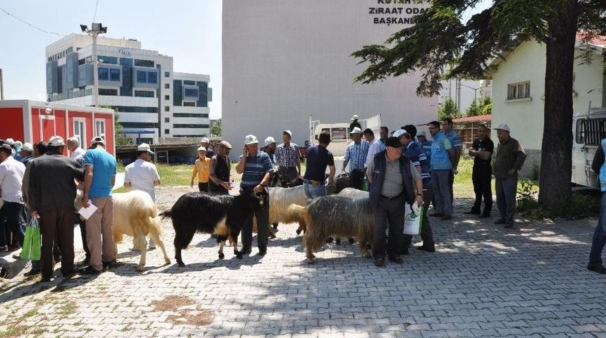 Yerli Irk Honamlı Ke&ccedil;isi, &Uuml;reticiyi İhya Edecek
