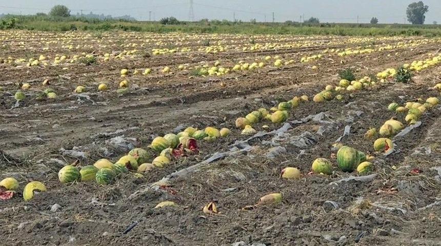 &Uuml;r&uuml;nleri Sıcaktan Yanan &Ccedil;ift&ccedil;i Destek Bekliyor