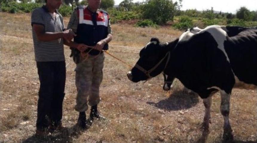 &Ccedil;alınan İnekler Bulundu