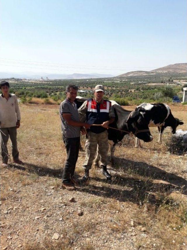 &Ccedil;alınan İnekler Bulundu 1