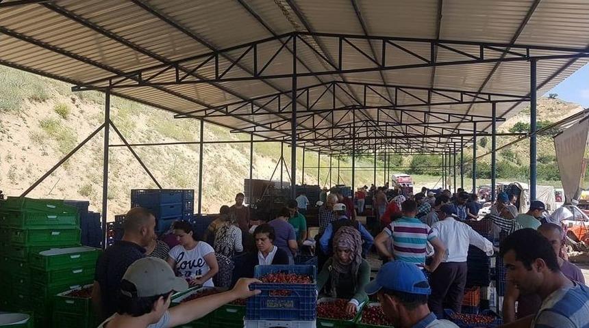 Pulluca Kirazında Son Hasat