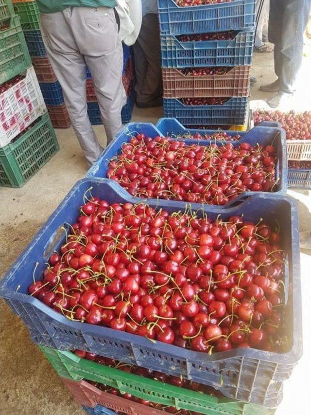 Pulluca Kirazında Son Hasat 1