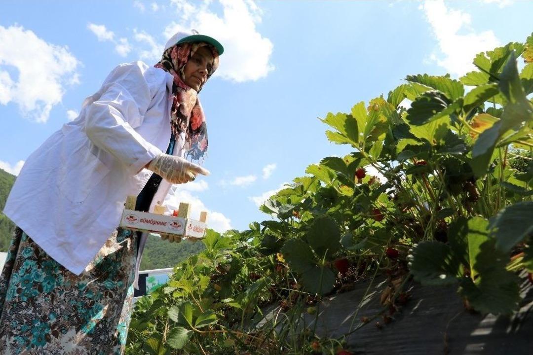 G&uuml;m&uuml;şhane&rsquo;de &Ccedil;ilek Bereketi