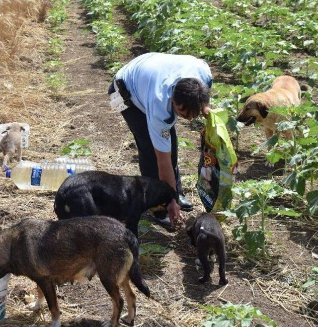 Polis Memurunun Hayvan Sevgisi