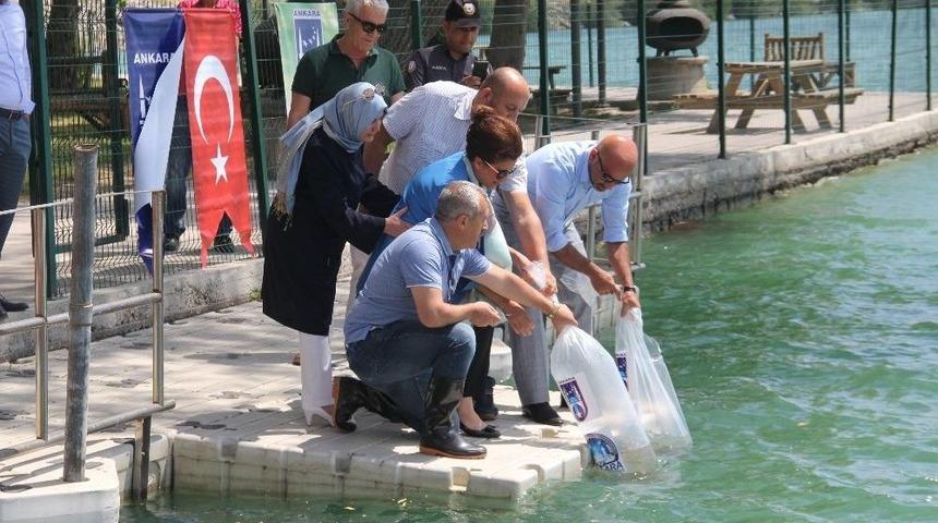 Yavru Sazanlar G&ouml;le Kavuştu