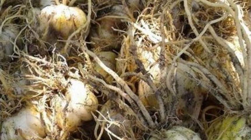 Bigadi&ccedil;&rsquo;te Zambak &Ccedil;ift&ccedil;inin Umudu Oldu