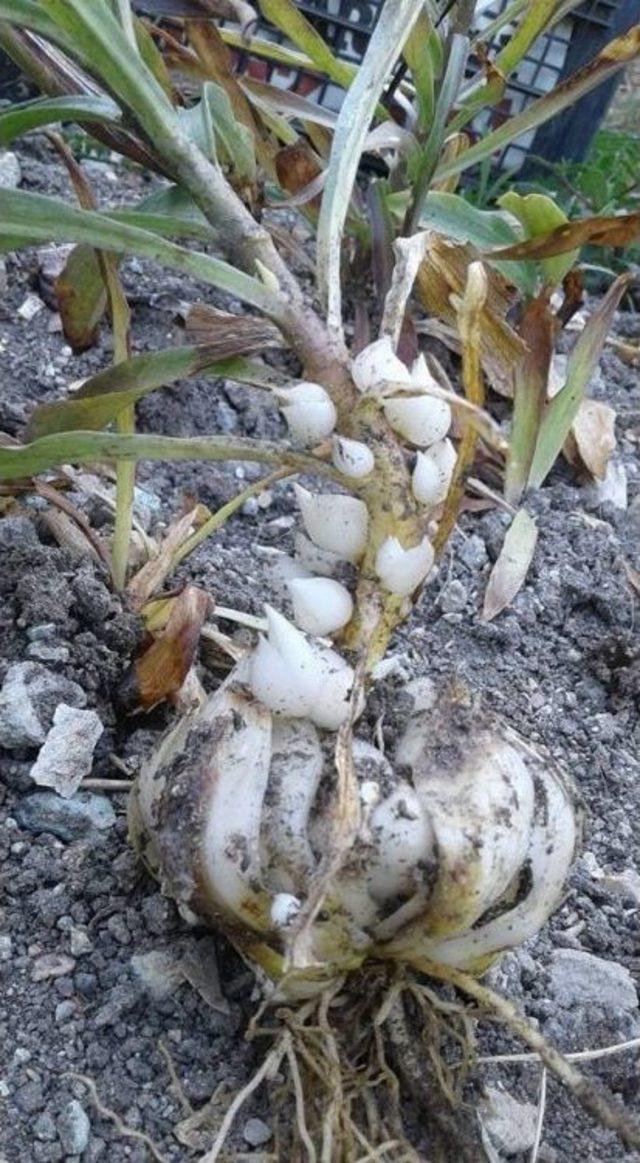 Bigadi&ccedil;&rsquo;te Zambak &Ccedil;ift&ccedil;inin Umudu Oldu 1