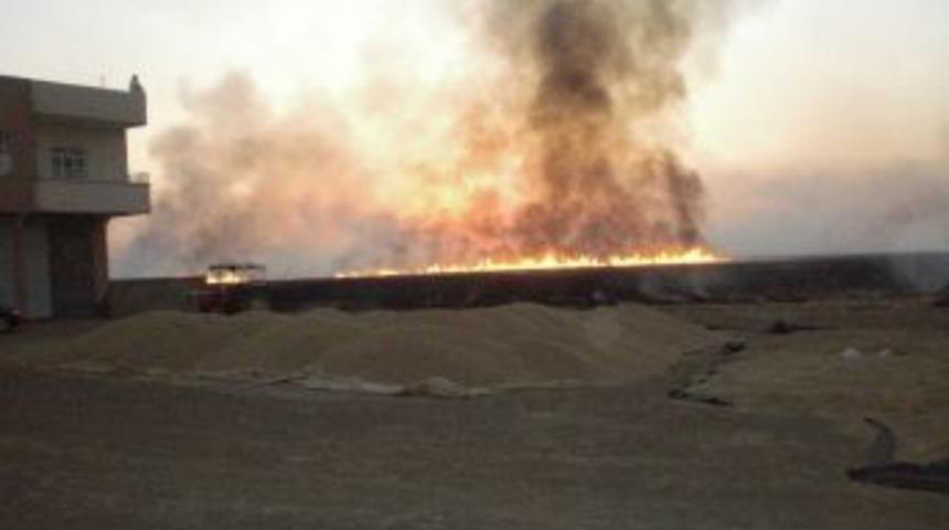 Yakılan Anız Doğal Hayatı Tehdit Ediyor