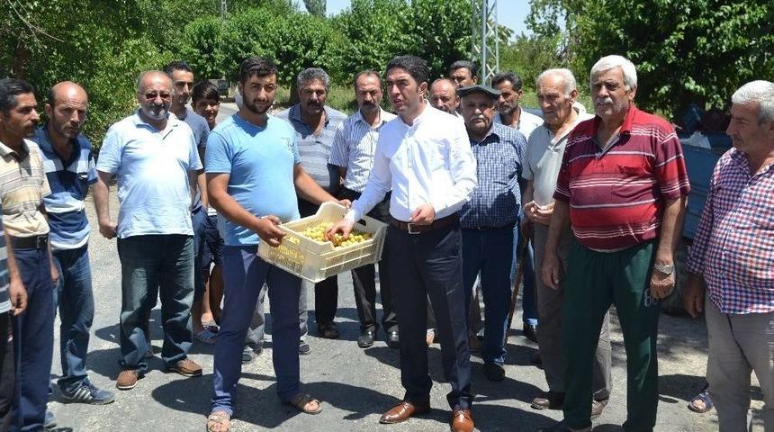 Topladıkları Kayısıları Kasalarla Yere D&ouml;kt&uuml;ler