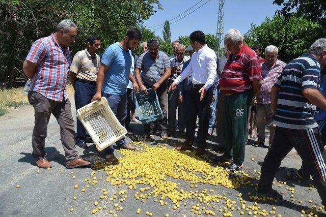 Topladıkları Kayısıları Kasalarla Yere D&ouml;kt&uuml;ler 1