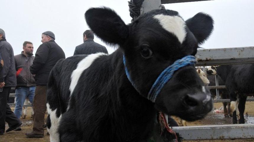 &Ccedil;iğ S&uuml;te Zam