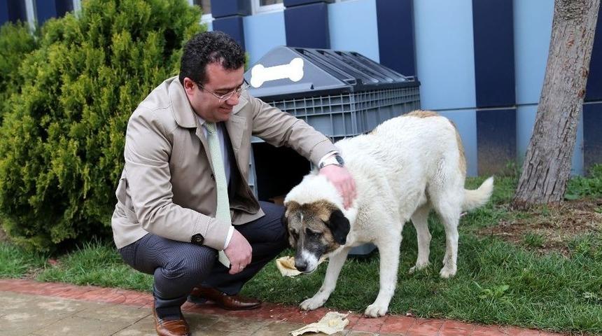 Belediye Sokak Hayvanlarına Sahip &Ccedil;ıkıyor