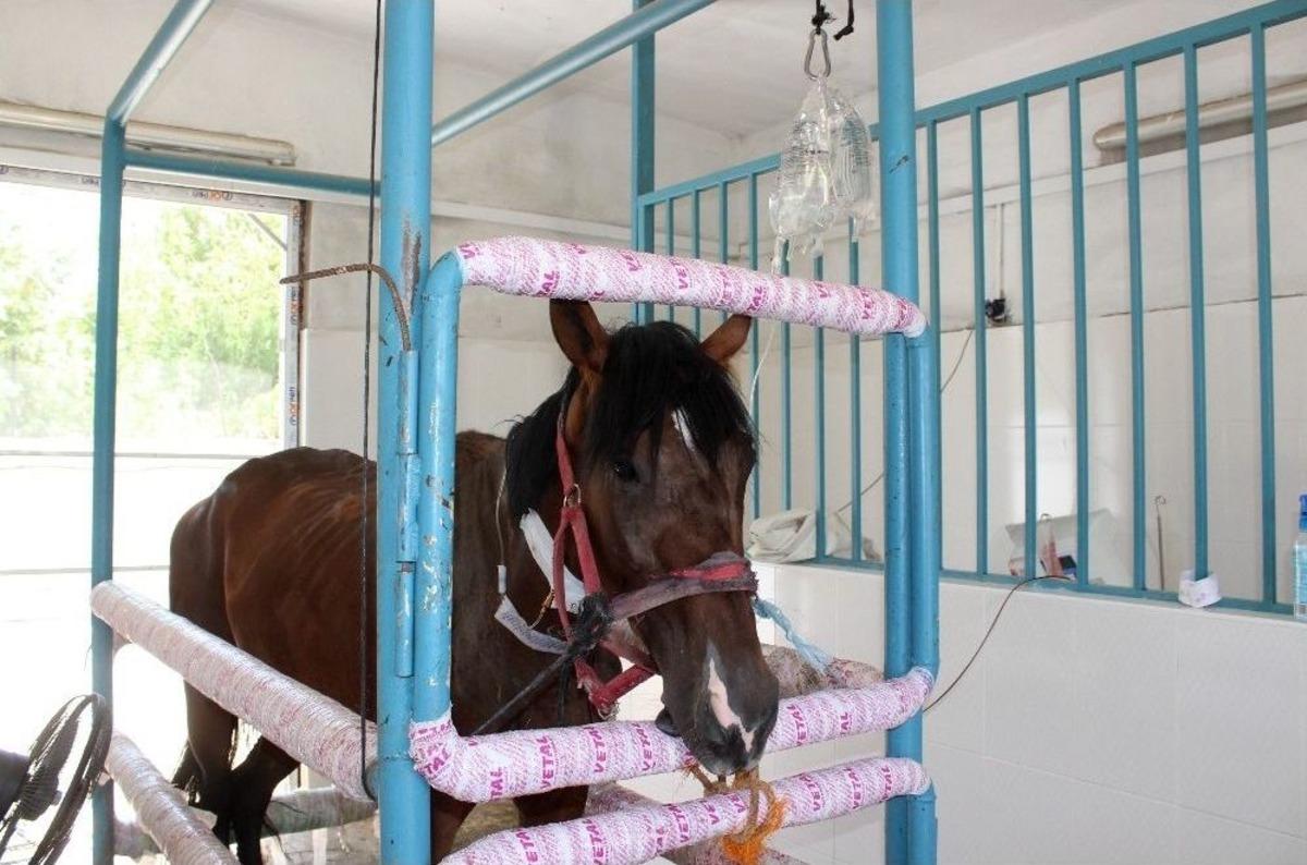 Safkan İngiliz Ve Arap Atlarıyla Panzehir &Uuml;retiliyor