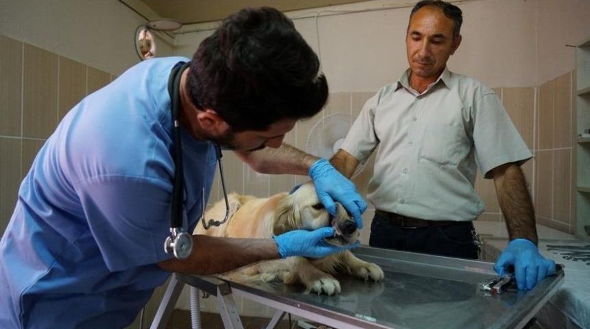 Adıyaman&rsquo;da 3 Ayda 707 Sokak Hayvanı Tedavi Edildi