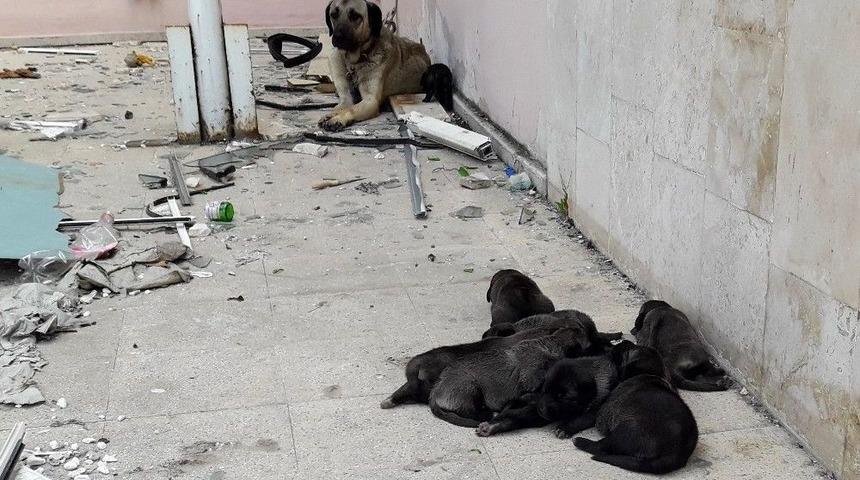 Yanan Binada Bulunan Yavru K&ouml;pekleri İtfaiye Ekipleri Kurtardı
