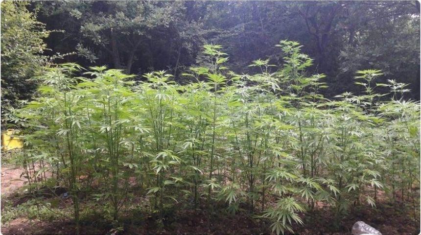 Susurluk&rsquo;ta 30 Kilo Esrar Ele Ge&ccedil;irildi