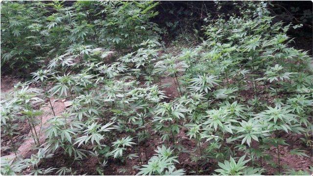 Susurluk&rsquo;ta 30 Kilo Esrar Ele Ge&ccedil;irildi 1