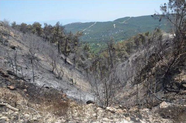 Sarayköy'deki Yangının Bilançosu 400 Hektar