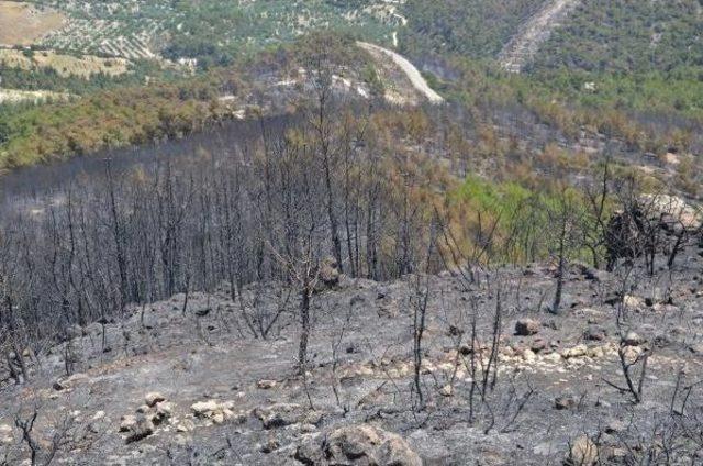 Sarayköy'deki Yangının Bilançosu 400 Hektar