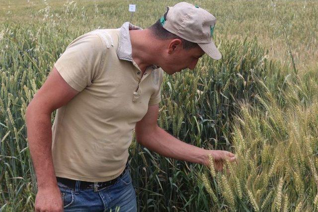 İn&ouml;n&uuml;&rsquo;de 4&rsquo;&uuml;nc&uuml; Geleneksel Tarla G&uuml;n&uuml; Programı 1