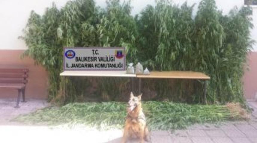 Jandarmadan Uyuşturucu Operasyonu: 1 Tutuklama