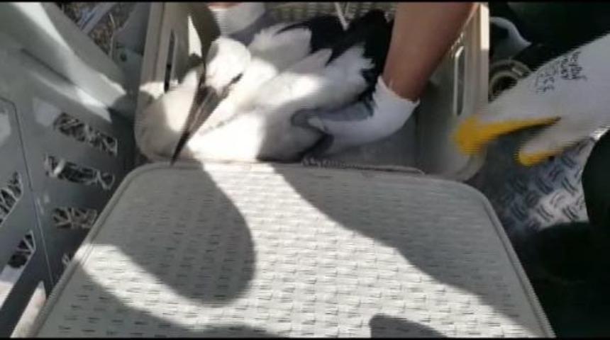 Başkent'te Yaralı Leylekleri Kurtarma Operasyonu