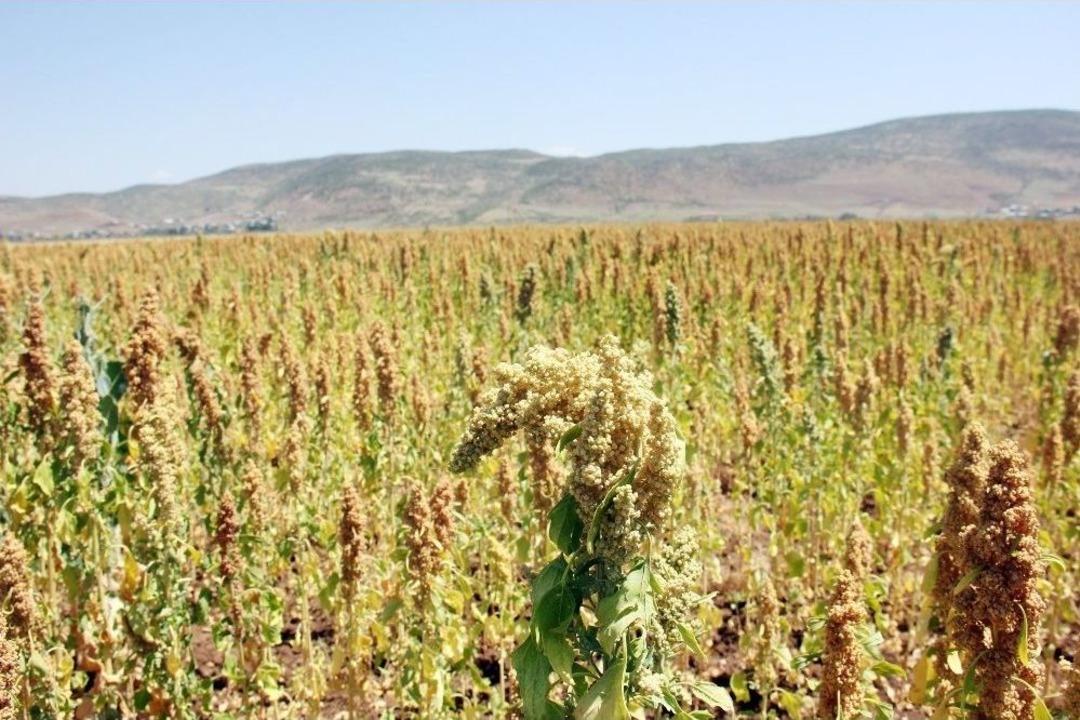 Bing&ouml;l&rsquo;de İlk Kez Kinoa Bitkisi Ekildi