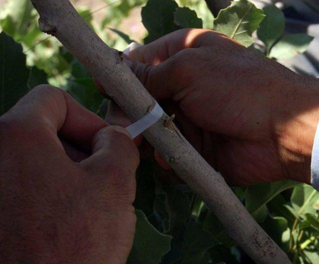 (özel Haber) Bitlis’e Milyonlarca Lira Fıstık Desteği