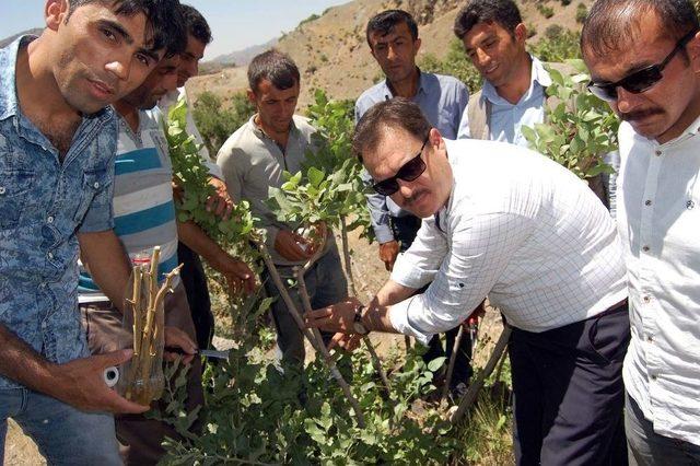 (özel Haber) Bitlis’e Milyonlarca Lira Fıstık Desteği