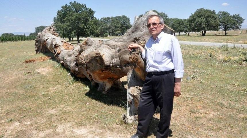 (&ouml;zel Haber) Yaklaşık 200 Yaşındaki &Ccedil;am Ağacı Yıkıldı Ama Yok Olmadı