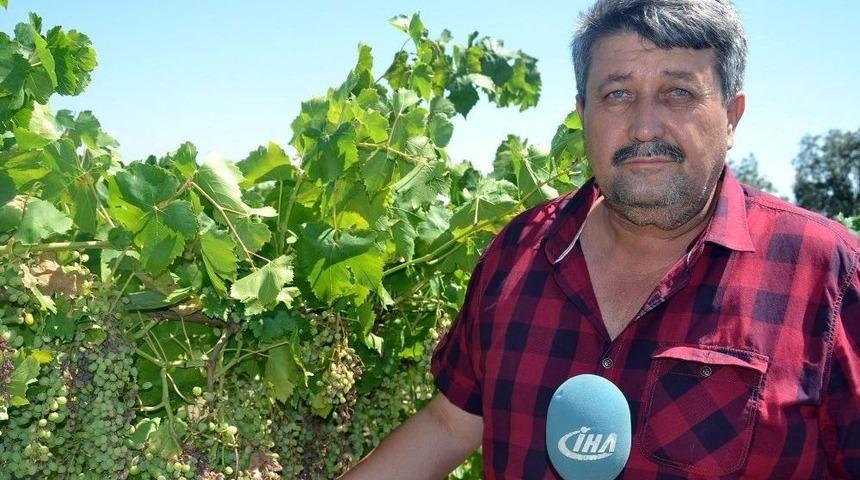 (&ouml;zel Haber) Aşırı Sıcaklar &Uuml;z&uuml;m Salkımlarını Yaktı