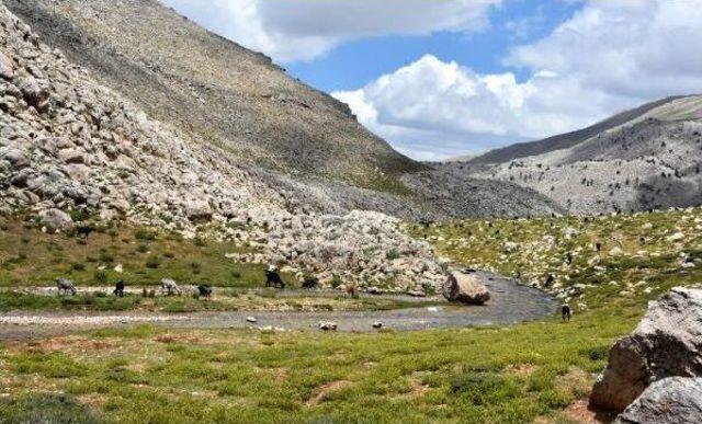 Yaylalar Yörüklerle Şenlendi