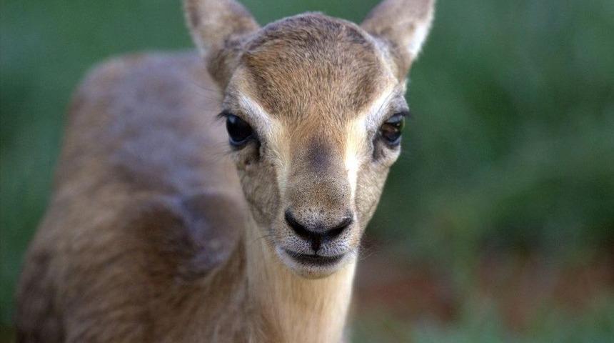 Hatay Dağ Ceylanı &Uuml;retim İstasyonu&rsquo;nda Bir İlk Yaşandı